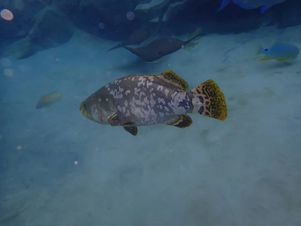 Illustration Grouper Swimming Coral Reef — Stock Photo, Image