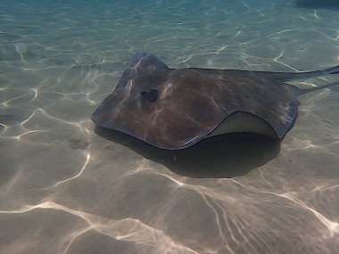 Okyanusta kumların üzerinde yüzen bir vatoz resmi..