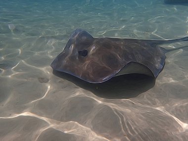 Okyanusta kumların üzerinde yüzen bir vatoz resmi..