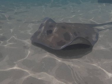 Okyanusta kumların üzerinde yüzen bir vatoz resmi..