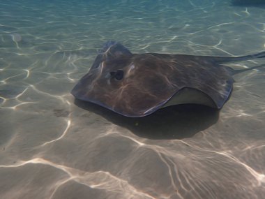 Okyanusta kumların üzerinde yüzen bir vatoz resmi..