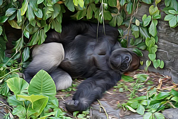 Uma Ilustração Gorila Tirando Uma Soneca Tarde Zoológico — Fotografia de Stock