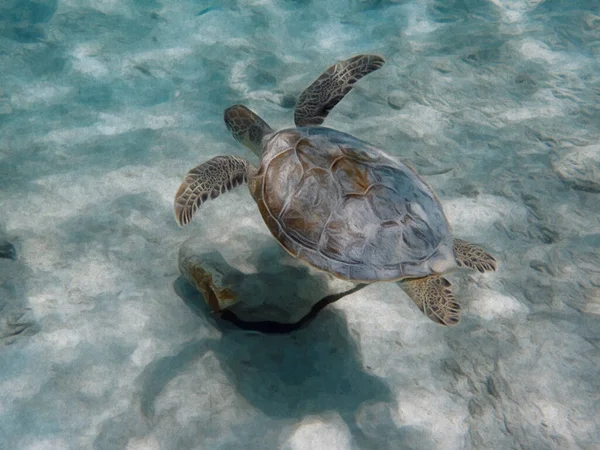 Illustration Sea Turtle Swimming Sandy Area Ocean — Stock Photo, Image