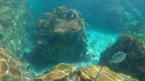 Rayo Nariz Vaca Nadando Sobre Arrecife Coral Día Soleado Brillante — Vídeos de Stock