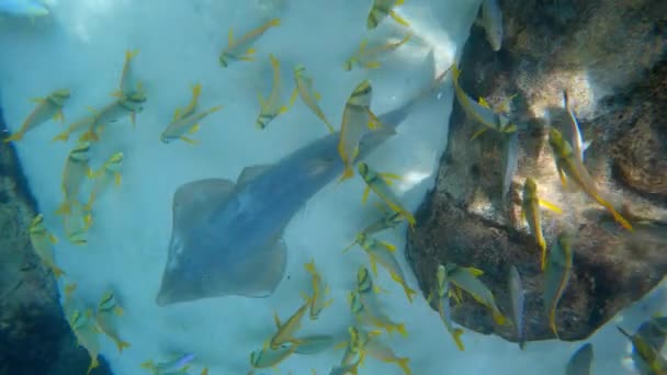 Eine Schule Von Gelb Und Schwarz Gestreiften Schweinefischen Schwimmt Über — Stockvideo