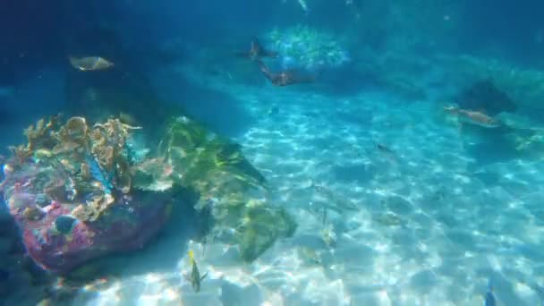 Raio Águia Raio Nariz Vaca Nadando Sobre Recife Coral Dia — Vídeo de Stock