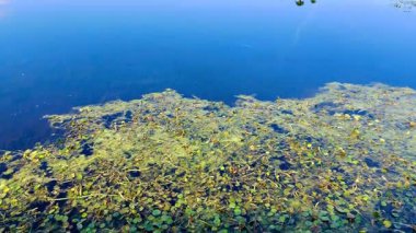 Pembe bir Roseate Spoonbill Orlando Bataklıkları 'nda bir yuva inşa ediyor.