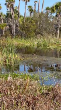 Orlando Wetlands, Florida, Orlando 'da bir bataklık koruma alanıdır.