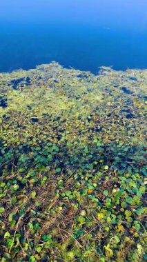 Pembe bir Roseate Spoonbill Orlando Bataklıkları 'nda bir yuva inşa ediyor.