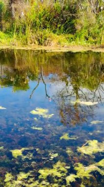 Pembe bir Roseate Spoonbill Orlando Bataklıkları 'nda bir yuva inşa ediyor.