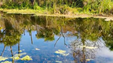 Pembe bir Roseate Spoonbill Orlando Bataklıkları 'nda bir yuva inşa ediyor.