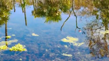 Pembe bir Roseate Spoonbill Orlando Bataklıkları 'nda bir yuva inşa ediyor.