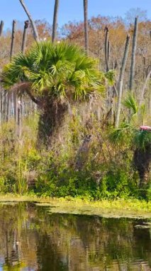Pembe bir Roseate Spoonbill Orlando Bataklıkları 'nda bir yuva inşa ediyor.