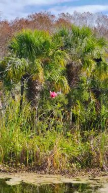 Pembe bir Roseate Spoonbill Orlando Bataklıkları 'nda bir yuva inşa ediyor.