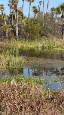 Orlando Wetlands, Florida, Orlando 'da bir bataklık koruma alanıdır.
