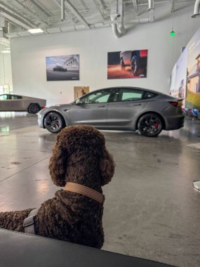 Orlando, FL USA - 18 Aralık 2024: Tesla Car 'ı galeride gören standart bir kaniş.