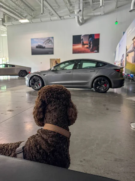 Orlando, FL USA - 18 Aralık 2024: Tesla Car 'ı galeride gören standart bir kaniş.