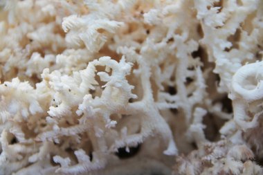 Geriatrik mercan (Hericium coralloides) ayı başı dişi