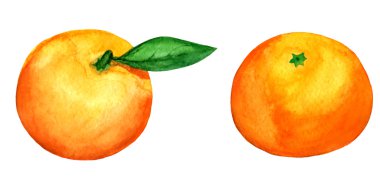 2 vektör suluboya mandalina beyaz backgrou izole kümesi