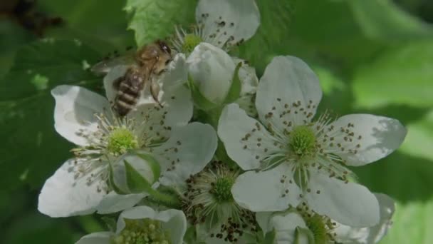 Μέλισσα που φέρουν από λουλούδι σε λουλούδια για να διαδώσει γύρη. — Αρχείο Βίντεο