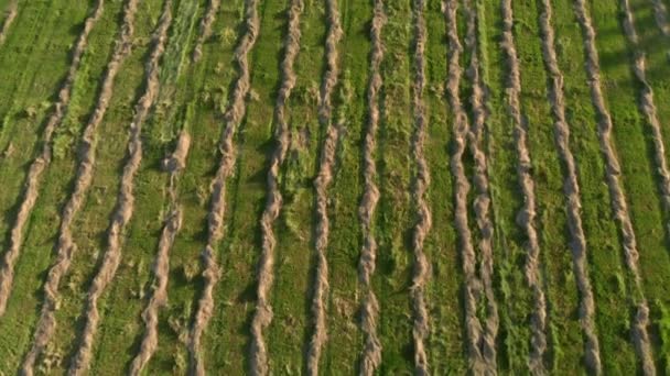 平整平行线收集新割草的农田. — 图库视频影像