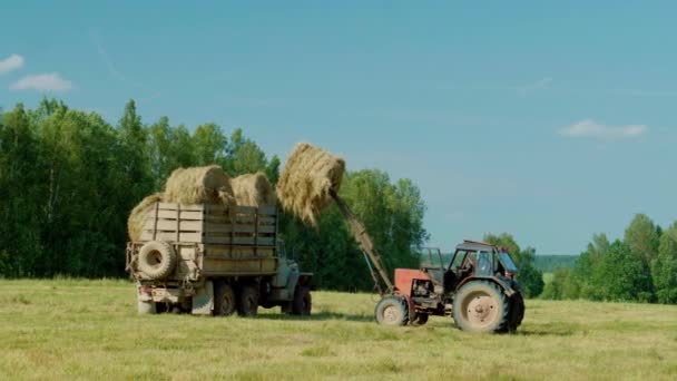 Skördar hö. Traktor som lastar höbalar på en släpvagn. — Stockvideo