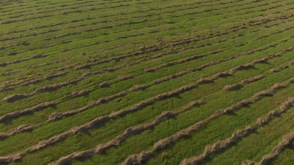 Сельскохозяйственное поле со свежескошенной травой, собранной гладкими параллельными линиями. — стоковое видео