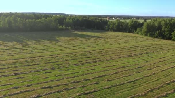 Agricultural field with freshly cut grass collected in smooth parallel lines. — Stock Video