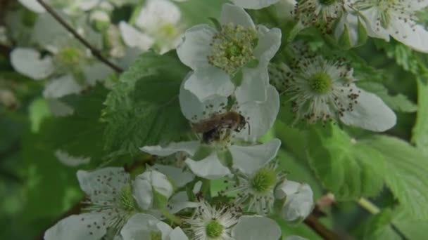 Virágról virágra repül a méhecske, hogy virágport terjesszen. — Stock videók