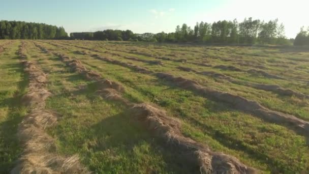 Campo agrícola con césped recién cortado recogido en líneas paralelas suaves. — Vídeos de Stock