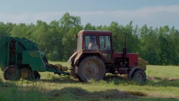 Máquinas agrícolas recolhe palha seca em rolos e fardos grandes redondos. — Vídeo de Stock
