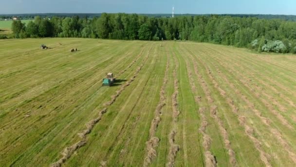 Maquinaria agrícola recoge paja seca en rollos y balas grandes redondas. — Vídeo de stock