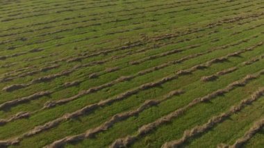 Yeni biçilmiş çimlerin pürüzsüz paralel çizgilerde toplandığı tarım alanı.