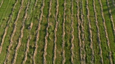 Yeni biçilmiş çimlerin pürüzsüz paralel çizgilerde toplandığı tarım alanı.