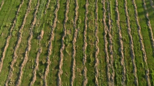 Landwirtschaftliches Feld mit frisch gemähtem Gras in glatten parallelen Linien gesammelt. — Stockvideo