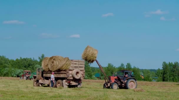 Raccolgo fieno. Trattore carico balle di fieno su un rimorchio. — Video Stock