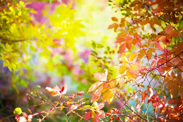 Κόκκινα φύλλα άγρια σταφυλιών στα δέντρα στο πάρκο, φθινόπωρο seaso — Φωτογραφία Αρχείου