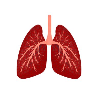 İnsan ciğerleri. İç organlar, vektör çizimi