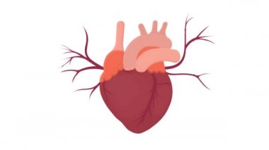 İnsan kalbi. İç organlar, çizgi film.