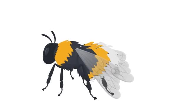 Bumblebee Insect Bumblebee Animated Cartoon — Stock Video