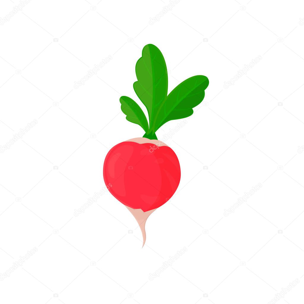 Radish. Grown radish plant, vector illustration