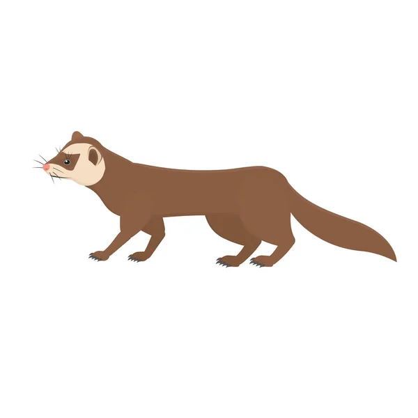Marten. Hayvan gelinciği, vektör illüstrasyonu