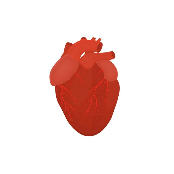 Corazón Humano Latido Del Corazón Ilustración Vectorial — Vector de stock