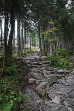 Ormanda yol, alçak Tatra Dağları, Polonya