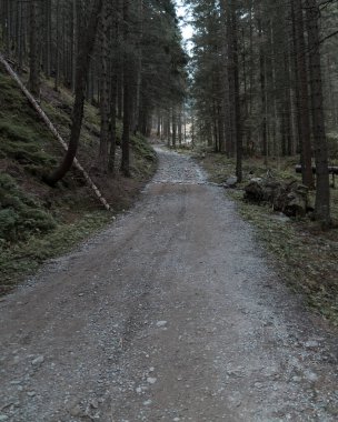 Ormanda yol, alçak Tatra Dağları, Polonya