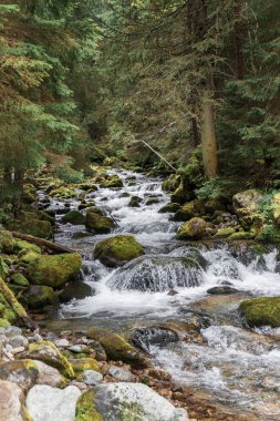 Tatra Dağları 'ndaki orman deresi, Zakopanlar, Polonya 
