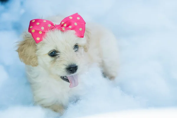 Kleine Witte Hond Poseert Voor Foto Met Een Strik Haar — Stockfoto