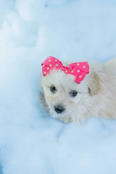 Ένα Μικρό Άσπρο Σκυλάκι Που Ποζάρει Για Φωτογραφίες Μια Υπόκλιση — Φωτογραφία Αρχείου