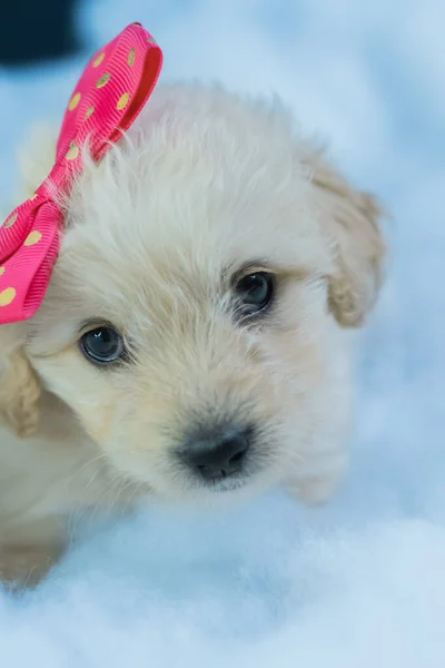 Kleine Witte Hond Poseert Voor Foto Met Een Strik Haar — Stockfoto