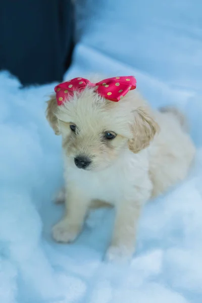 Perro Blanco Posando Para Fotografías Con Arco Cabeza —  Fotos de Stock